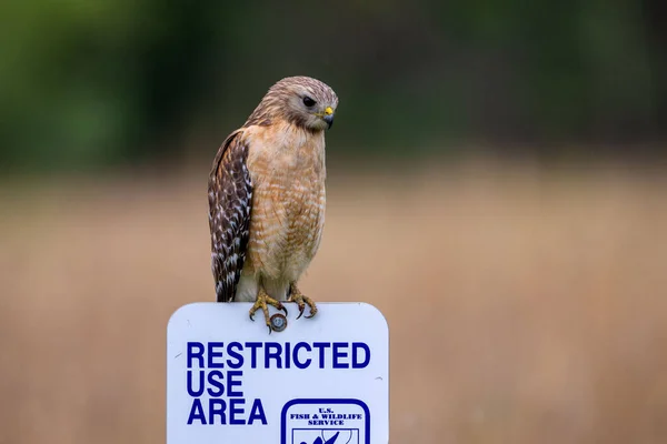 Selective Red Shouldered Hawk Buteo Lineatus — Zdjęcie stockowe