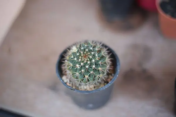 Zbliżenie Ujęcia Kaktusa Rośliny Doniczce Stole — Zdjęcie stockowe