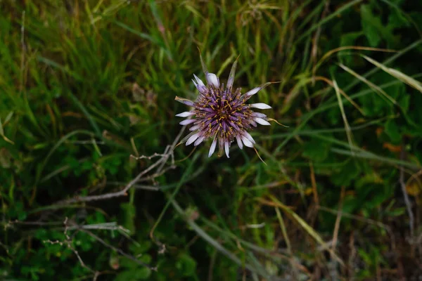 庭の芝生に咲く白と紫の花のクローズアップショット — ストック写真