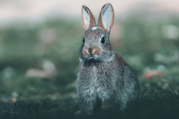 Nahaufnahme Eines Entzückenden Braunen Kaninchens Auf Einem Feld — Stockfoto