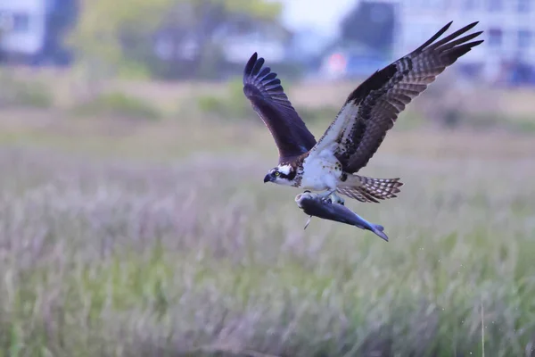 Selective Focus Shot Marsh Harrier Caught Fish Flight — Foto de Stock