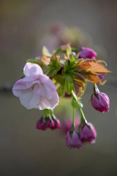 Ένα Κοντινό Πλάνο Από Όμορφα Ροζ Λουλούδια Που Φυτρώνουν Έναν — Φωτογραφία Αρχείου