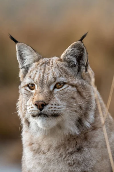 Bulanık bir arkaplanda izole edilmiş Avrasyalı bir vaşağın dikey görüntüsü