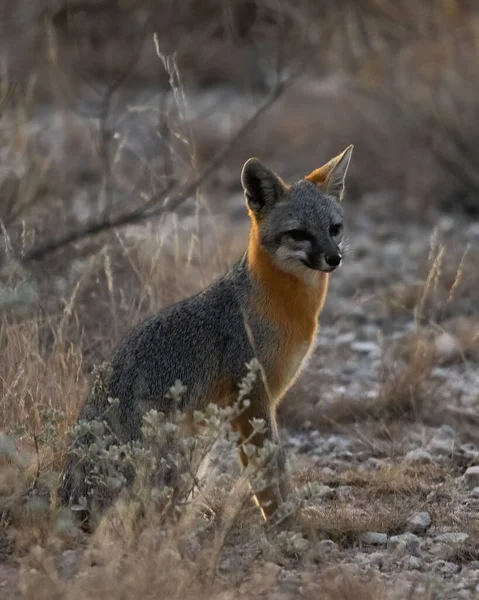 Vertical Shot Gray Fox Forest Day — Zdjęcie stockowe