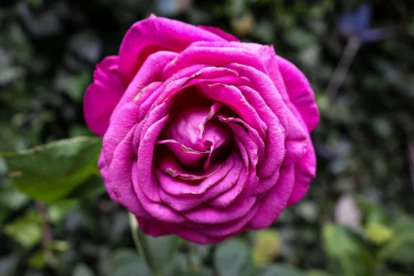 Closeup Shot Pink Rose Garden Blurred Background — Stockfoto