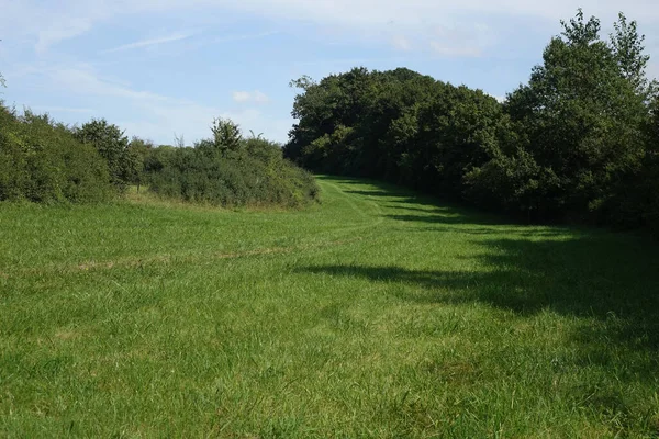 Torgny, Lüksemburg 'da güzel bir ormanın hava manzarası.