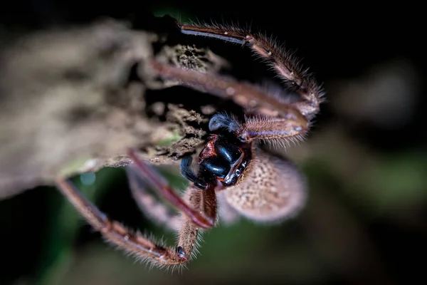 Closeup Tiny Hairy Spider Blurred Background — Stock Photo, Image