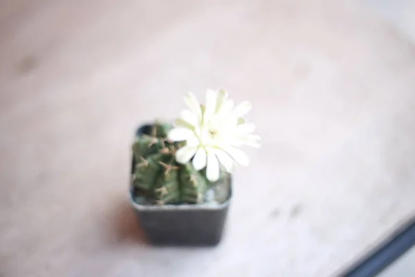 Primer Plano Pequeño Cactus Maceta Con Una Flor Blanca — Foto de Stock