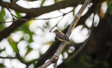 A closeup of a spotted flycatcher perched on a tree branch
