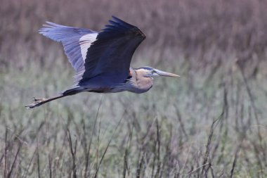 A beautiful shot of a great heron bird flying over a green natural field