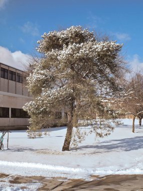 Dikey karlı ağaç görüntüsü