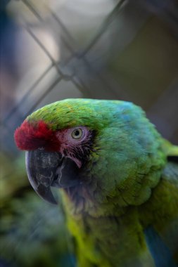 A vertical selective focus shot of a cute Military macaw bird in front of a blurry metal fence