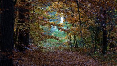 A path through the autumn trees in the forest