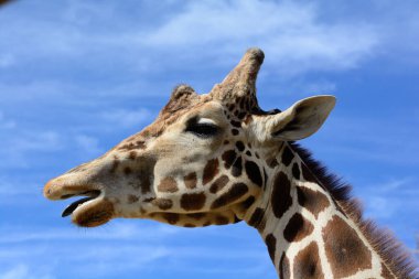 A closeup shot of giraffe head against a cloudy sky