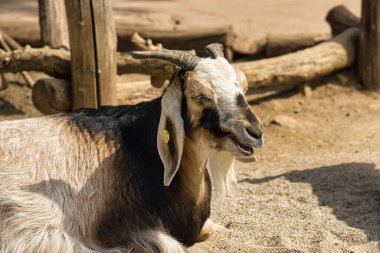 Hayvanat bahçesindeki keçinin yakın çekimi.