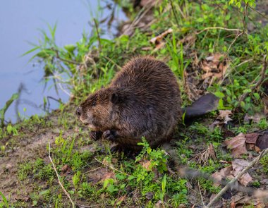Nehrin kenarındaki yeşil çimlerde bir kunduz.