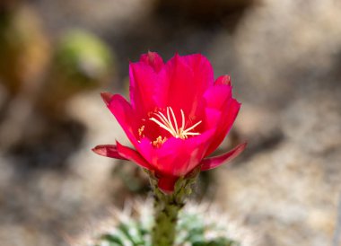 a close-up with a Cylindropuntia imbricata cactus flower , nature, wild, red