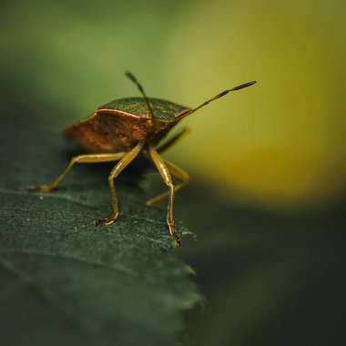 Yeşil yaprağın üzerinde oturan yeşil kalkan böceği (Palomena prasina)