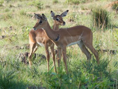 Tarladaki dişi antiloplar.