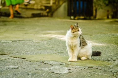 Kaldırımda oturan sevimli, pofuduk bir Kıbrıs kedisine yakın plan.