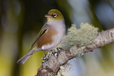Waxeye küçük bir dala tünemişti.