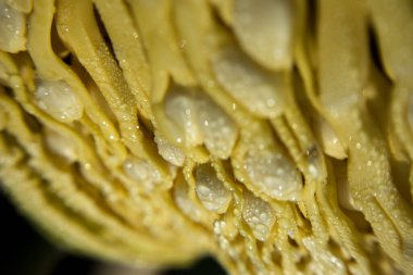 Bir kış sabahı arecanut olarak da bilinen Areka palmiyesi tohumları ve çiy damlaları beyaz inciler gibi görünür.