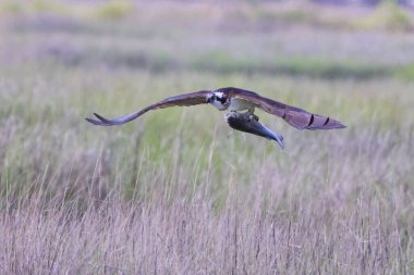 Sahanın üzerinde uçan bir Osprey manzarası