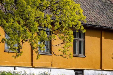 Dışarıda güneşli güzel bir gün, yemyeşil bir ağaç, canlı sarı bir evin yanında.