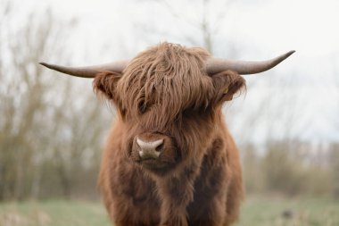 Bir İskoç sığırının yakın çekimi.
