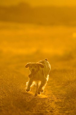 Güneşli bir günde tarlada koşan sevimli bir av köpeği manzarası.