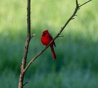 Kuzey Kardinalinin (Cardinalis cardinalis) bir dalının seçicisi