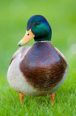 İspanya Madrid Hayvanat Bahçesi 'nde çimlerde bir ördeğin dikey yakın çekimi.