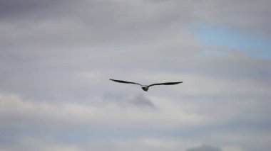 Bulutlu bir gökyüzünde uçan güzel bir martı manzarası