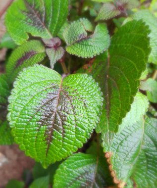 A vertical closeup shot of spur flower leaves