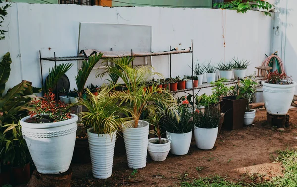 Different Plants White Brown Pots White Wall — Zdjęcie stockowe