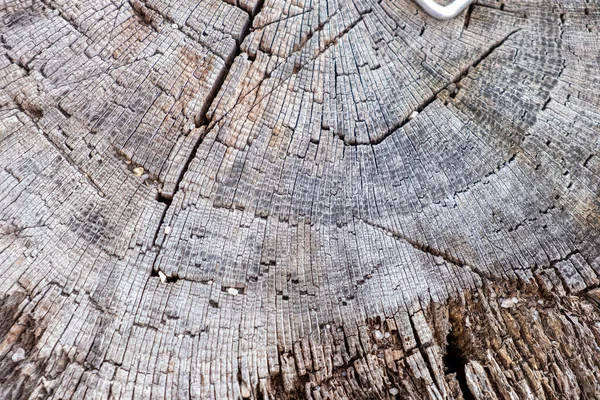 Stump of a large tree cut down long ago close-up