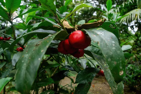 Closeup Red Ripe Cherries Growing Garden — Foto de Stock