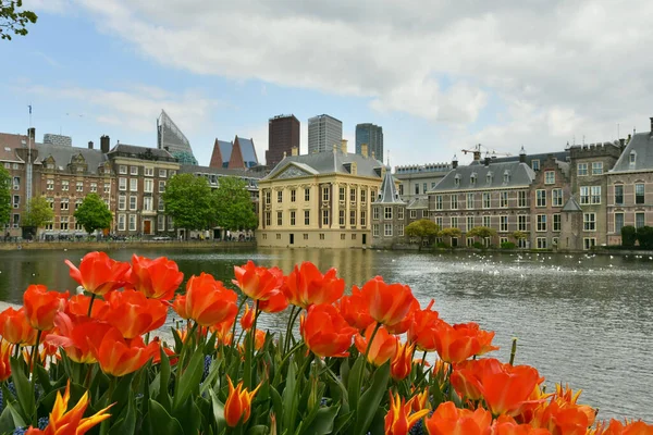 Tulipanes Con Museo Mauritshuis Fondo Haya Den Haag —  Fotos de Stock