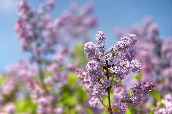 Closeup Shot Blooming Purple Lilac Flowers Field — Stock Photo, Image