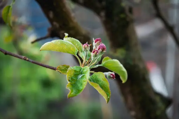 Closeup Shot Spring Blossoms — 스톡 사진