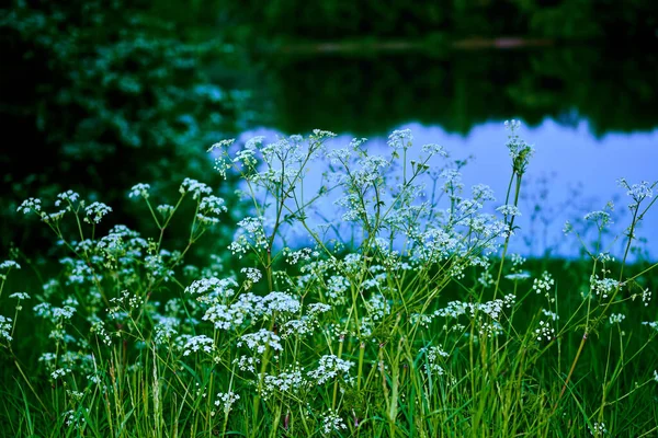 Ein Schöner Blick Auf Blumen Und Waldspiegelung See — Stockfoto