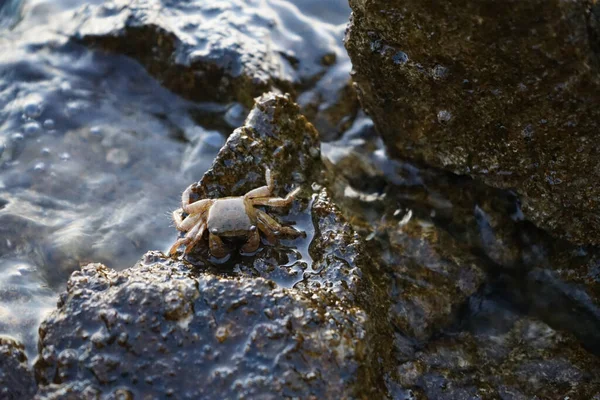 Closeup Shot Tiny Crab Wet Rock Lake — Stock Photo, Image