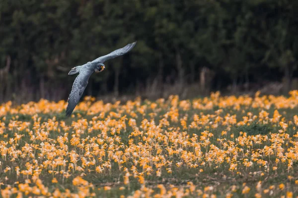 Peregrine Falcon Flying Meadow Orange Wildflowers — Fotografia de Stock