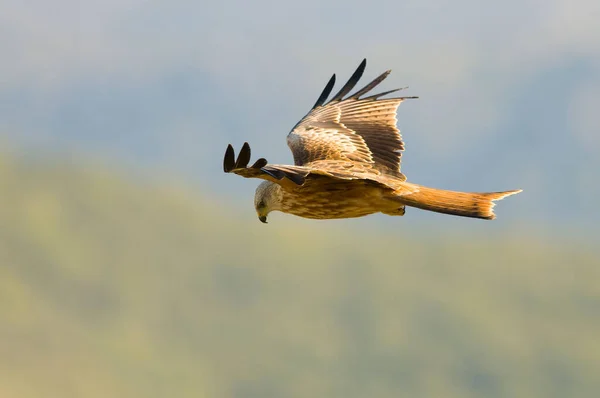A selective focus shot of a red kite (Milvus milvus) flying around in search of food