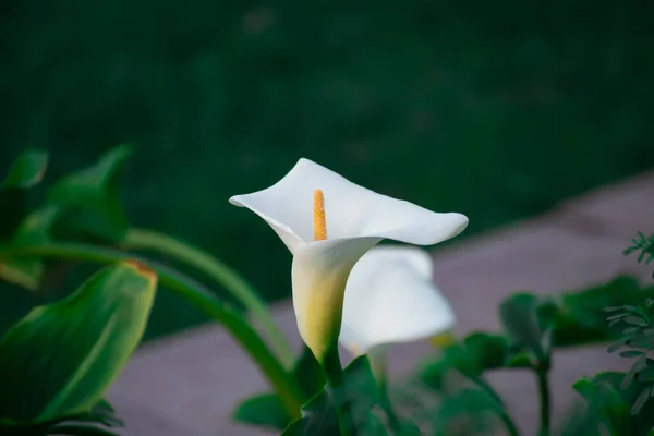 Selective Focus Shot White Calla Lily Flower — Stock Photo, Image