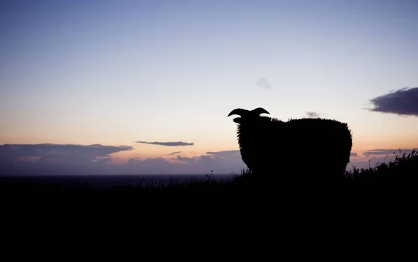 Silhouette Sheep Horns Standing Colorful Evening Sky — Stock Photo, Image