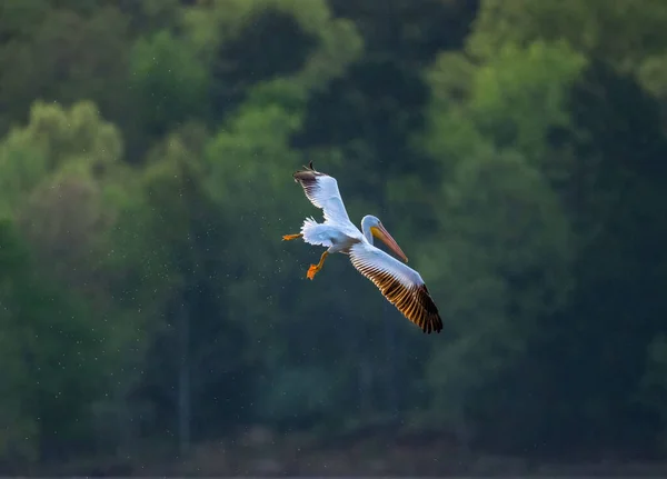 Seletivo Pelicano Voando Perto Costa — Fotografia de Stock