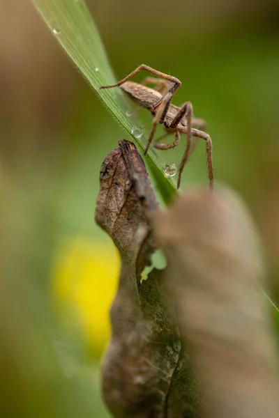 Eine Vertikale Selektive Fokusaufnahme Einer Spinne Auf Einem Grünen Blatt — Stockfoto