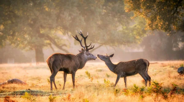 Beautiful View Two Deer Field Sunny Day — Stockfoto