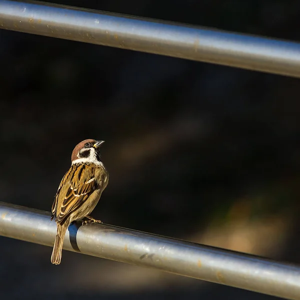 Closeup Shot Sparrow Perched Railing — Foto de Stock